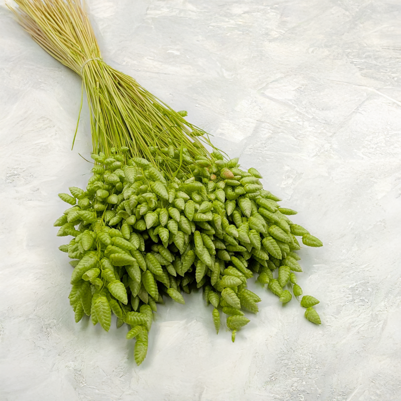 Briza maxima Lt green 1.png