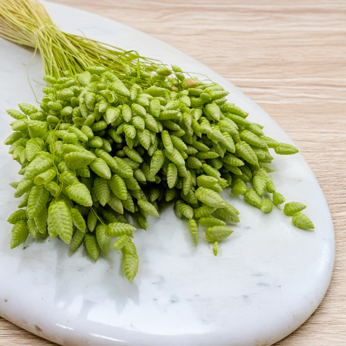 Briza maxima Lt green 2.png