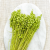Briza maxima Lt green 3.png