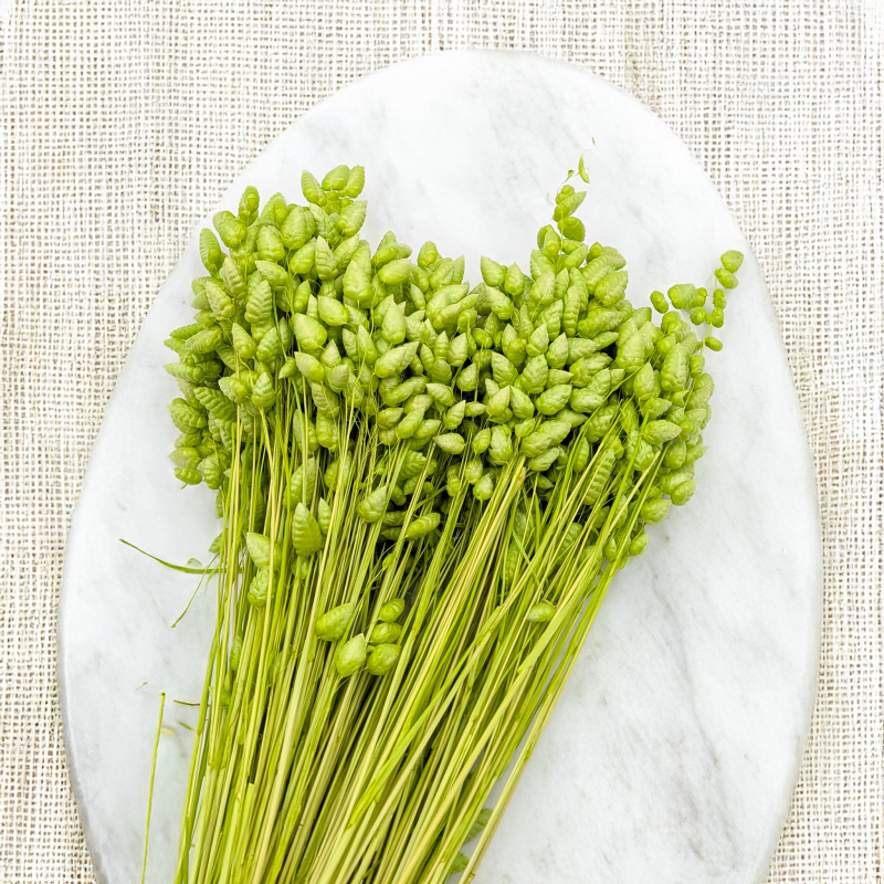 Briza maxima Lt green 3.png