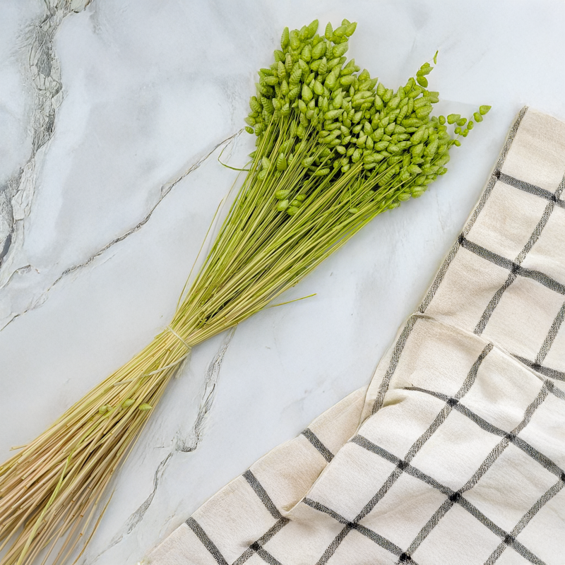 Briza maxima Lt green 4.png