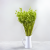Briza maxima Lt green 5.png