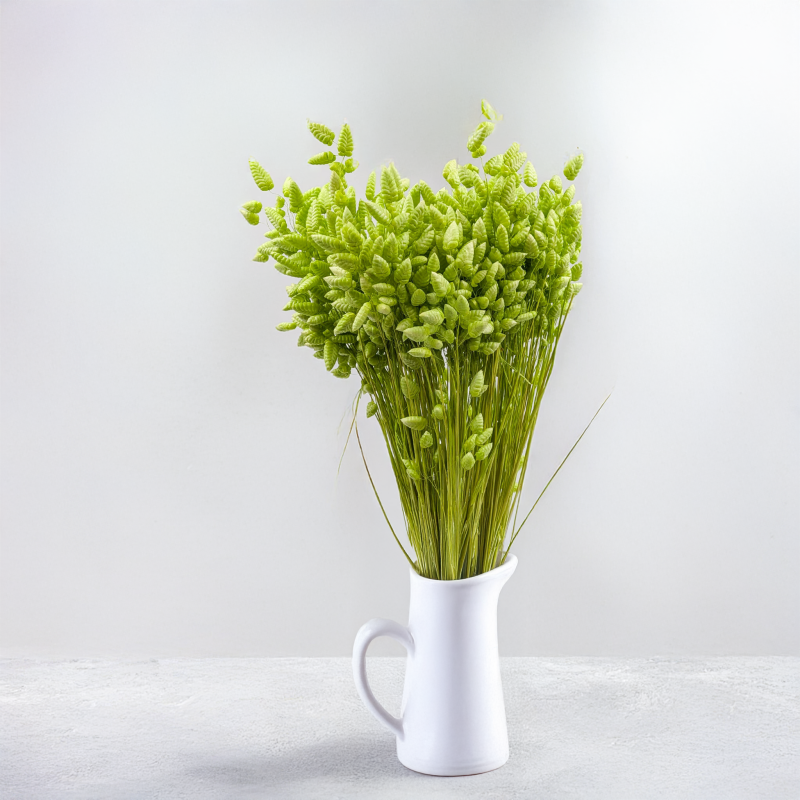 Briza maxima Lt green 5.png