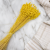 Briza maxima Yellow 4.png