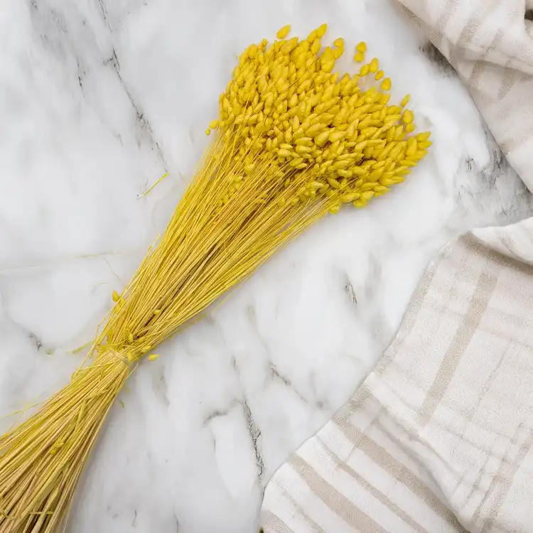 Briza maxima Yellow 4.png