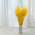 Briza maxima Yellow 5.png