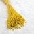 Briza maxima Yellow 1.png