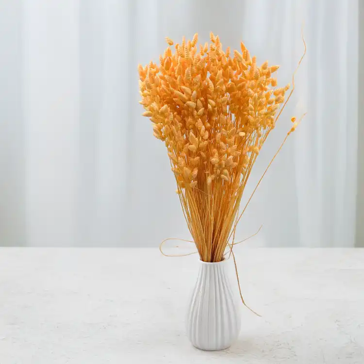 Briza maxima Peach 5.png