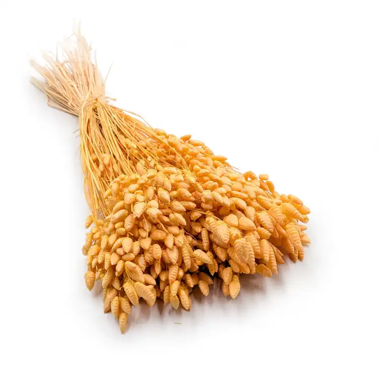 Briza maxima Peach.png