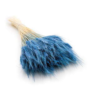 Triticale Getrocknete - Blau