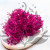 Gips Fuchsia Royal 06 2.png