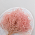 Statice Tataricum Lt Pink it 5.png