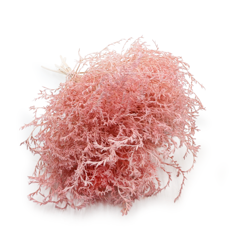 Statice Tataricum Lt Pink it 0.png