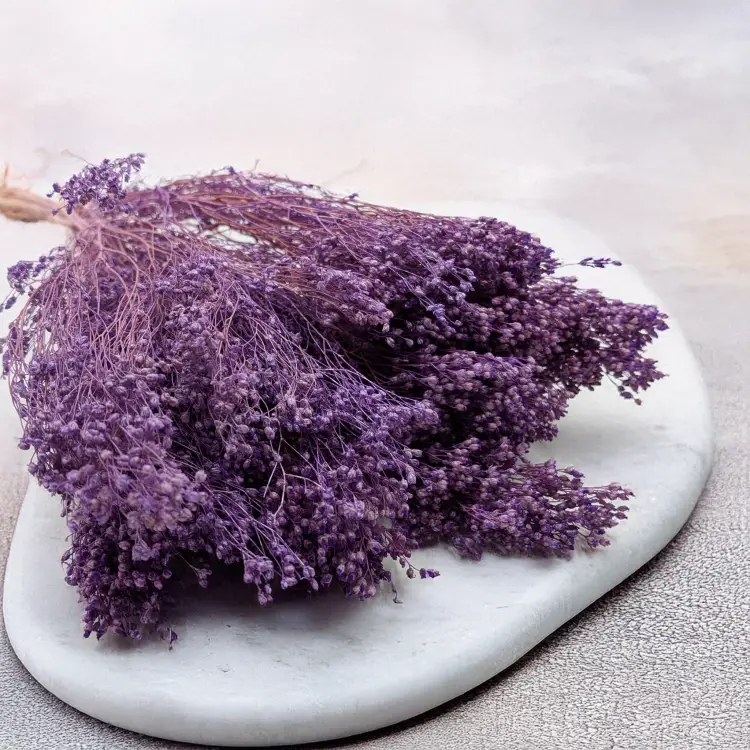 Broom Bloom lawendowy 2.png