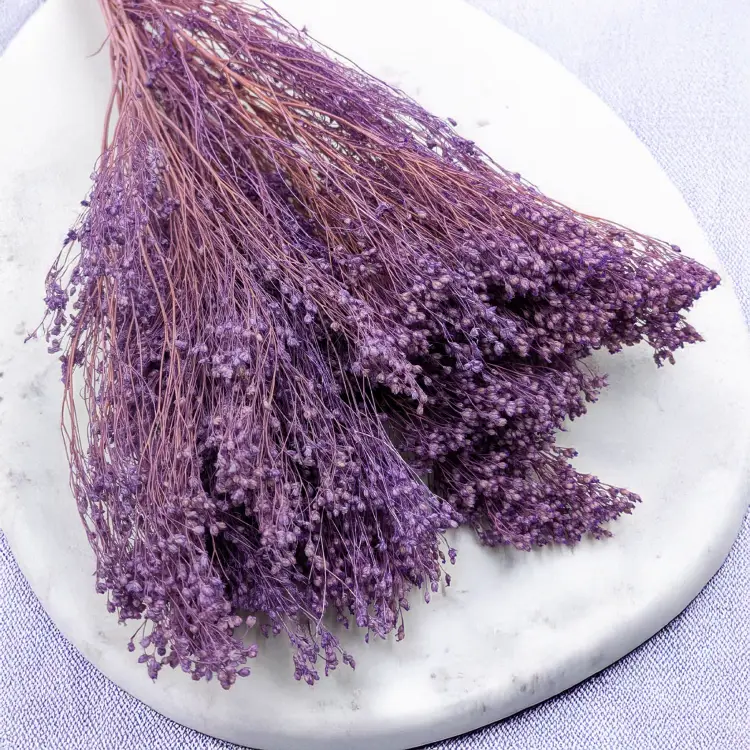 Broom Bloom lawendowy 3.png