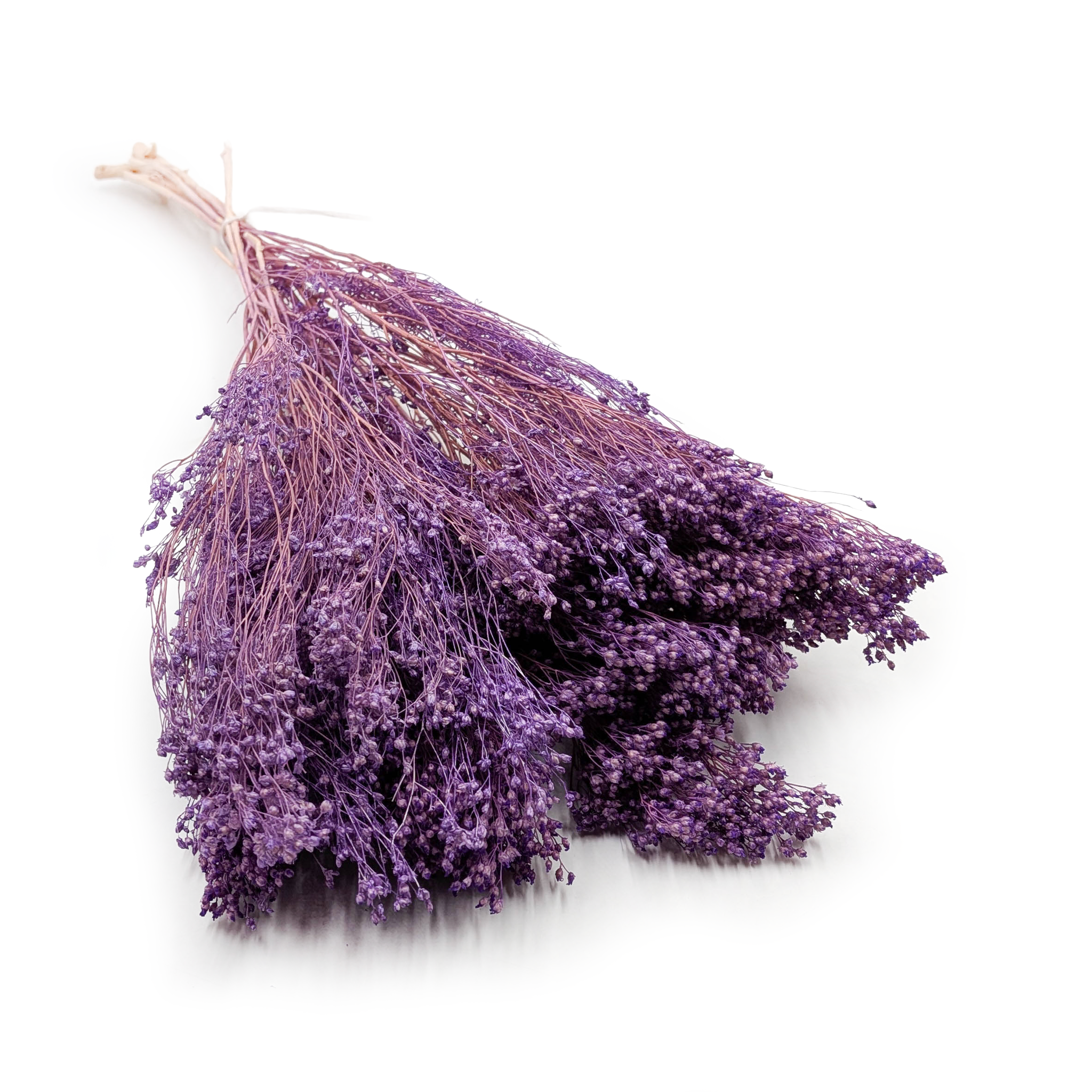 Broom Bloom - Besenblüte (Cytisus Scoparius) – Lavendel