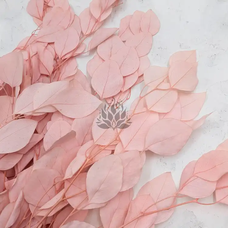 POPULUS ROYAL LT PINK 5.png