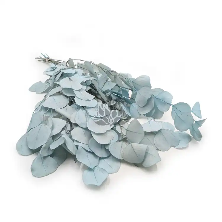 POPULUS ROYAL LT BLUE.png