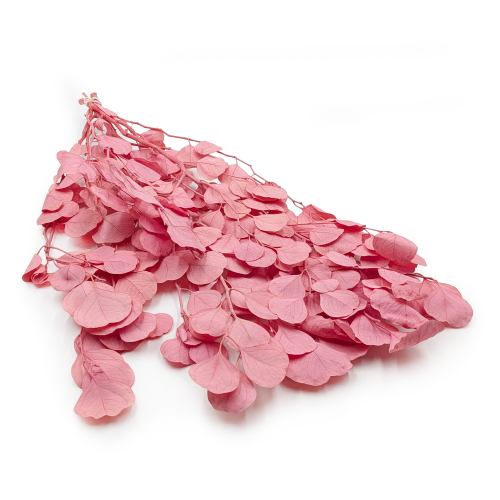 POPULUS ROYAL PINK 0.png