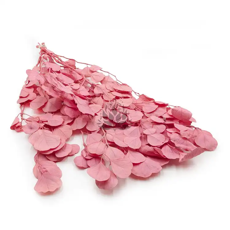 POPULUS ROYAL PINK 0.png