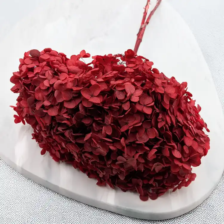 Hydrangea Royal Burgund 4.png