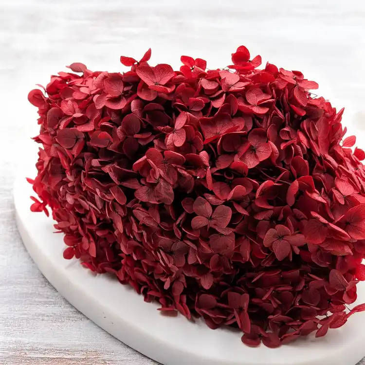 Hydrangea Royal Burgund 2.png