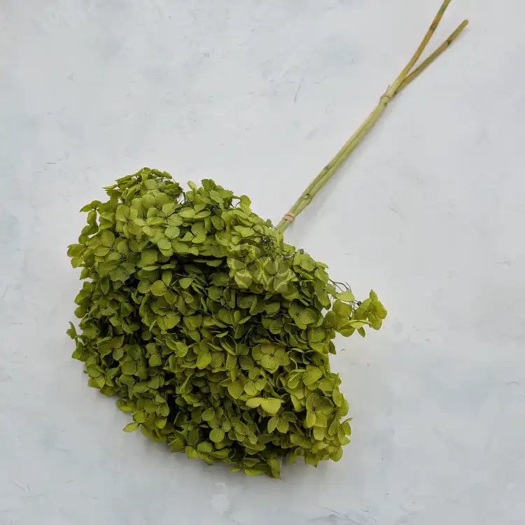 Hydrangea Royal Green 2.png