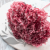 Hydrangea Royal Pink 4.png