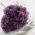 HYDRANGEA LAVENDER ROYAL 24 2.png