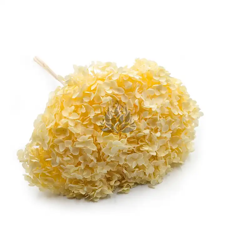 HYDRANGEA SOFT YELLOW ROYAL 11.png