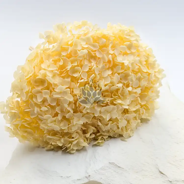 HYDRANGEA SOFT YELLOW ROYAL 11 1.png