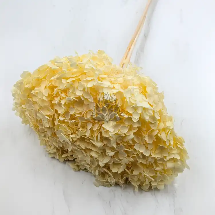 HYDRANGEA SOFT YELLOW ROYAL 11 2.png