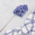 Hortensja Conical niebieska 2.png