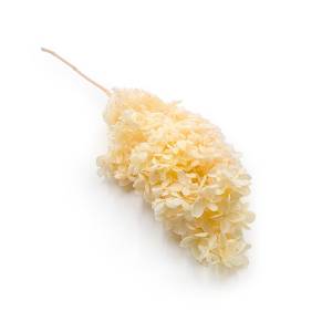 Stabilisierte Hortensie – (Hydrangea Conical) – Royal – Gelb