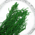 Amaranthus Green Royal 03.png