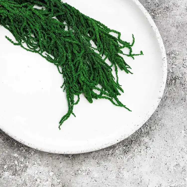 Amaranthus Green Royal 06.png