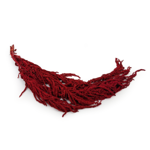 Stabilisierter Amaranthus - Royal – Burgunder
