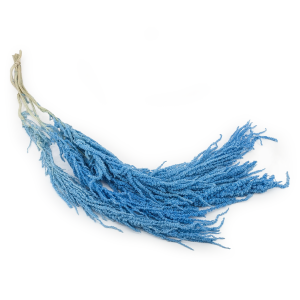 Stabilisierter Amaranthus - Royal – Hellblau