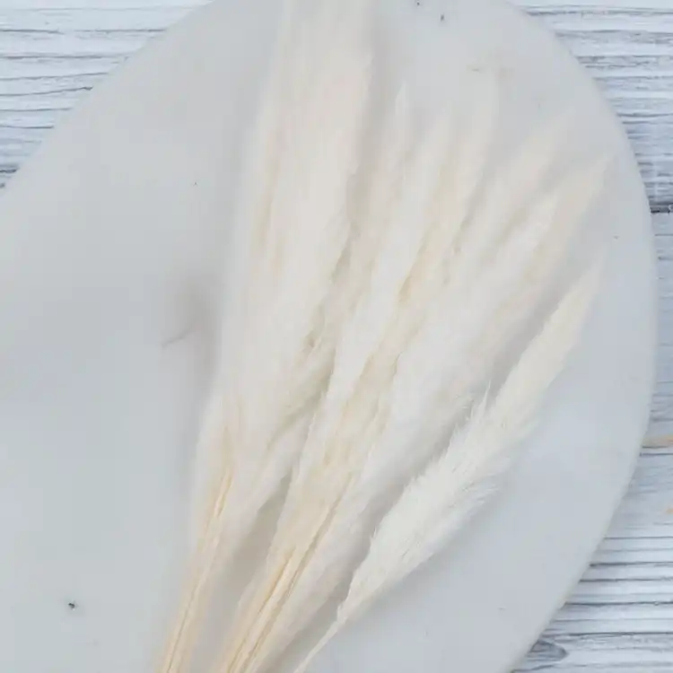 Mini pampas ch 1.png