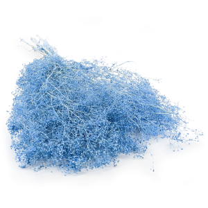 Kleines Shleierkraut Stabilisiertes - (gypsophila) - Hellblau