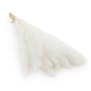 Mini-Pampasgras - Gebleicht