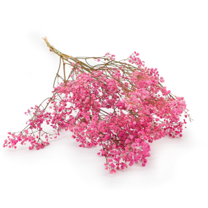 Stabilisierte Schleierkraut - (gypsophila) - Pastellrosa