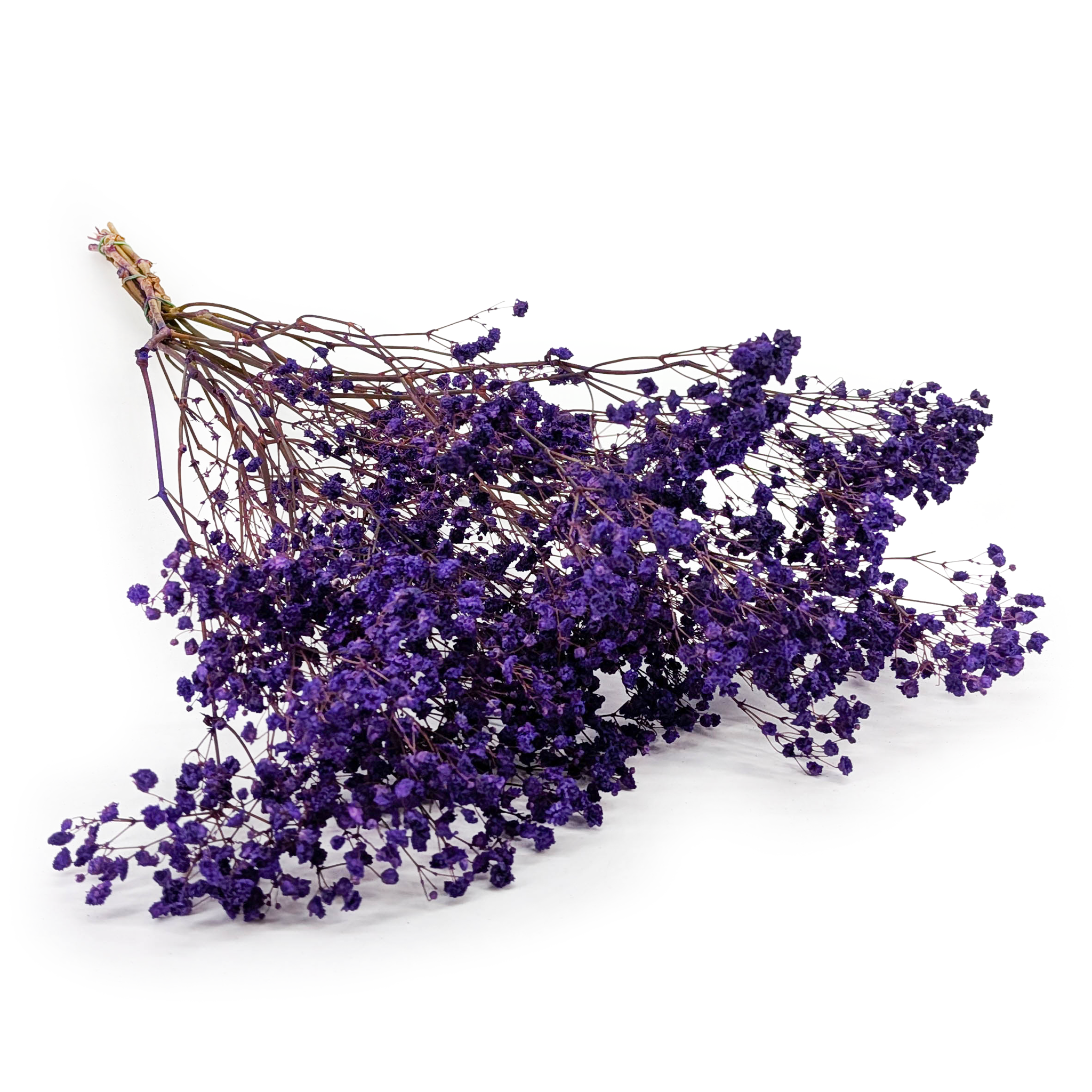 Stabilisierte Schleierkraut - (gypsophila) - Pastelllila