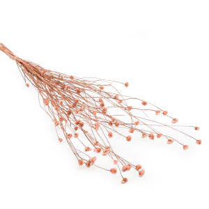 Kornblume Getrocknetes - (Centaurea) - Rosa