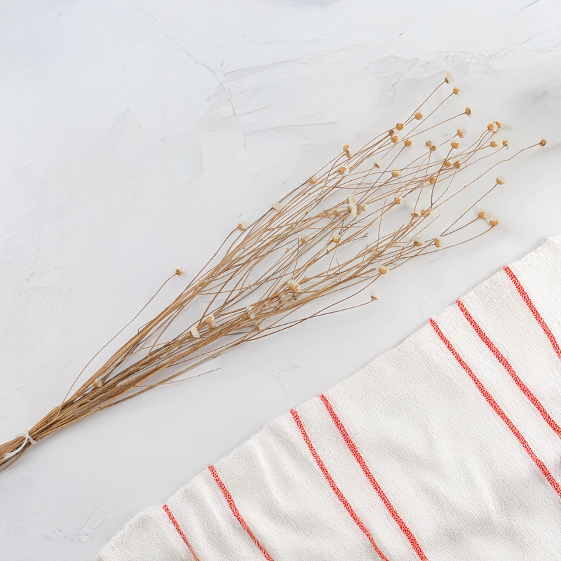 Chaber naturalny 2.png