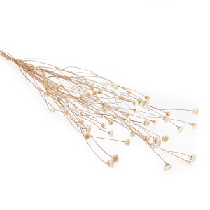 Kornblume Getrocknetes - (Centaurea) - Weißes