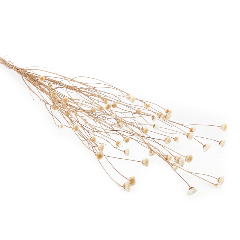 Chaber naturalny.png