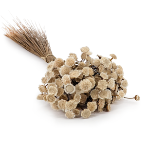 Glixia Getrocknete BIG - (Comanthera) - NATURAL Weiß