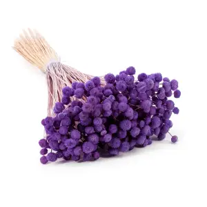 Botao Amarelino Getrocknete - (Amarelinho) - Lavendel