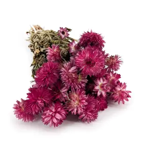 Getrocknete Strohblume Granvia® - (Helichrysum Granvia®) - Rosa